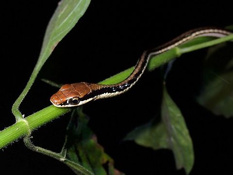 Painted Bronzeback - Dendrelaphis pictus  Bronzeback Snake,Dendrelaphis pictus,Malaysia,Painted Bronzeback,Penang,Snake