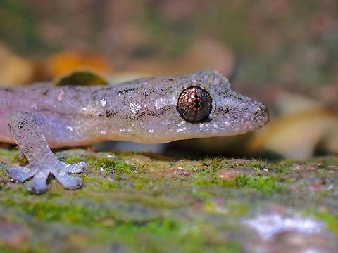 Golden Eyes  Gecko,Hemiphyllodactylus typus,Indopacific Slender Gecko,Indopacific Tree Gecko,Malaysia,Penang