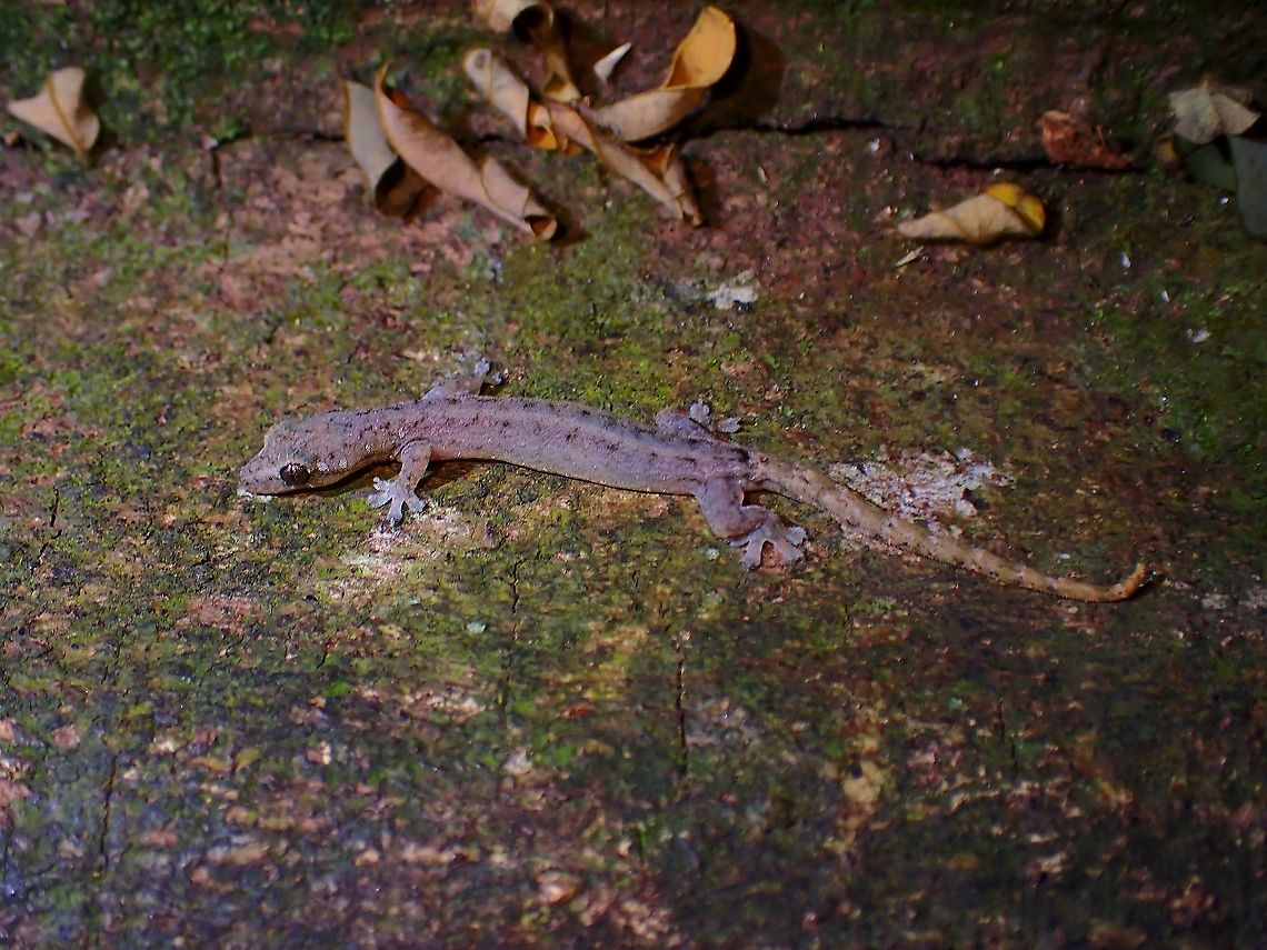 Indopacific Slender Gecko - Hemiphyllodactylus typus  Gecko,Hemiphyllodactylus typus,Indopacific Slender Gecko,Indopacific Tree Gecko,Malaysia,Penang