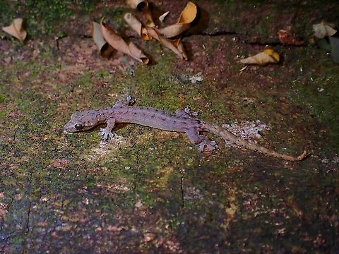 Indopacific Slender Gecko - Hemiphyllodactylus typus  Gecko,Hemiphyllodactylus typus,Indopacific Slender Gecko,Indopacific Tree Gecko,Malaysia,Penang