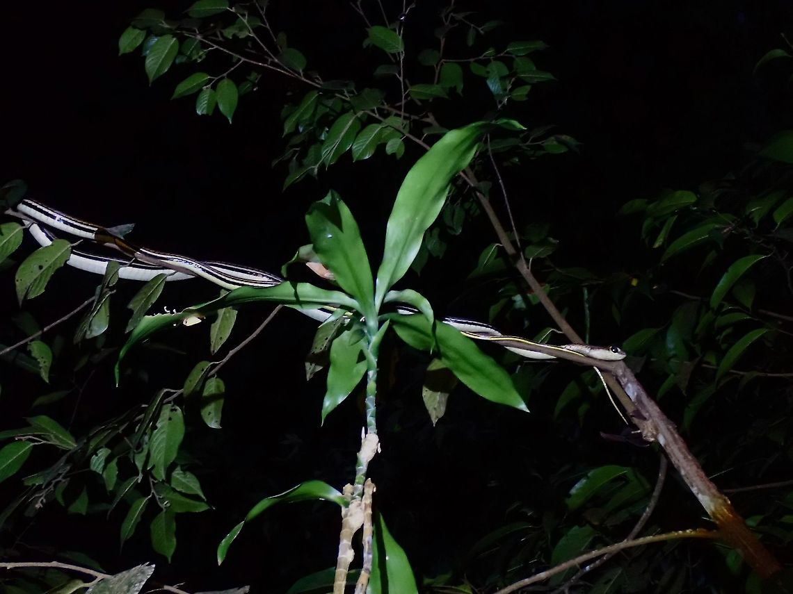 Gray Bronzeback - Dendrelaphis caudolineatus  Bronzeback Snake,Dendrelaphis caudolineatus,Gray Bronzeback,Malaysia,Penang,Snake,Striped Bronzeback