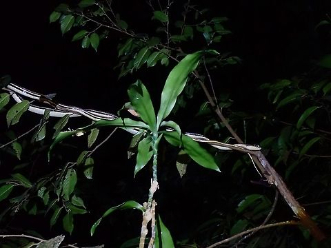 Gray Bronzeback - Dendrelaphis caudolineatus  Bronzeback Snake,Dendrelaphis caudolineatus,Gray Bronzeback,Malaysia,Penang,Snake,Striped Bronzeback