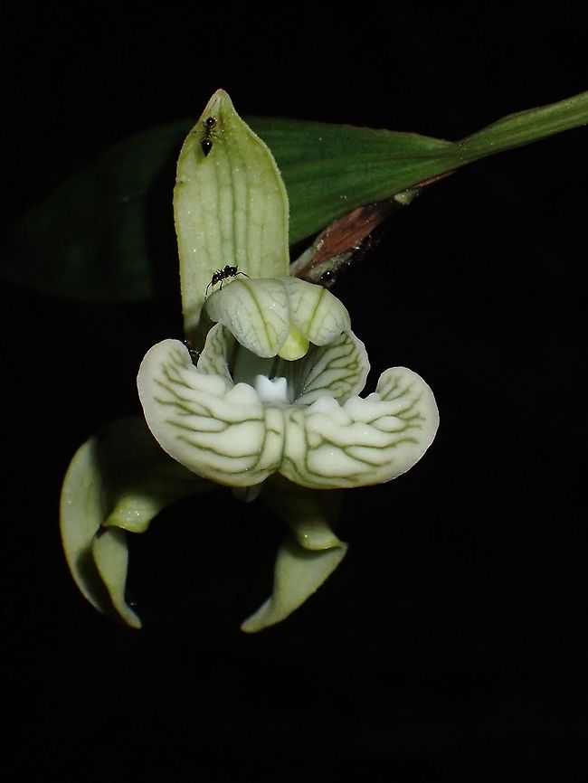 Orchid - Claderia viridiflora <figure class="photo"><a href="https://www.jungledragon.com/image/117015/orchid.html" title="Orchid"><img src="https://s3.amazonaws.com/media.jungledragon.com/images/2994/117015_thumb.jpeg?AWSAccessKeyId=05GMT0V3GWVNE7GGM1R2&Expires=1769040010&Signature=1qUkeQUPo4IC0svfz6KlupiV7I8%3D" width="200" height="150" alt="Orchid https://www.jungledragon.com/image/117014/orchid_-_claderia_viridiflora.html Claderia viridiflora,Flower,Malaysia,Orchid,Sarawak" /></a></figure> Claderia viridiflora,Flower,Malaysia,Orchid,Sarawak