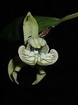 Orchid - Claderia viridiflora https://www.jungledragon.com/image/117015/orchid.html Claderia viridiflora,Flower,Malaysia,Orchid,Sarawak