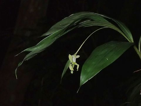 Orchid https://www.jungledragon.com/image/117014/orchid_-_claderia_viridiflora.html Claderia viridiflora,Flower,Malaysia,Orchid,Sarawak