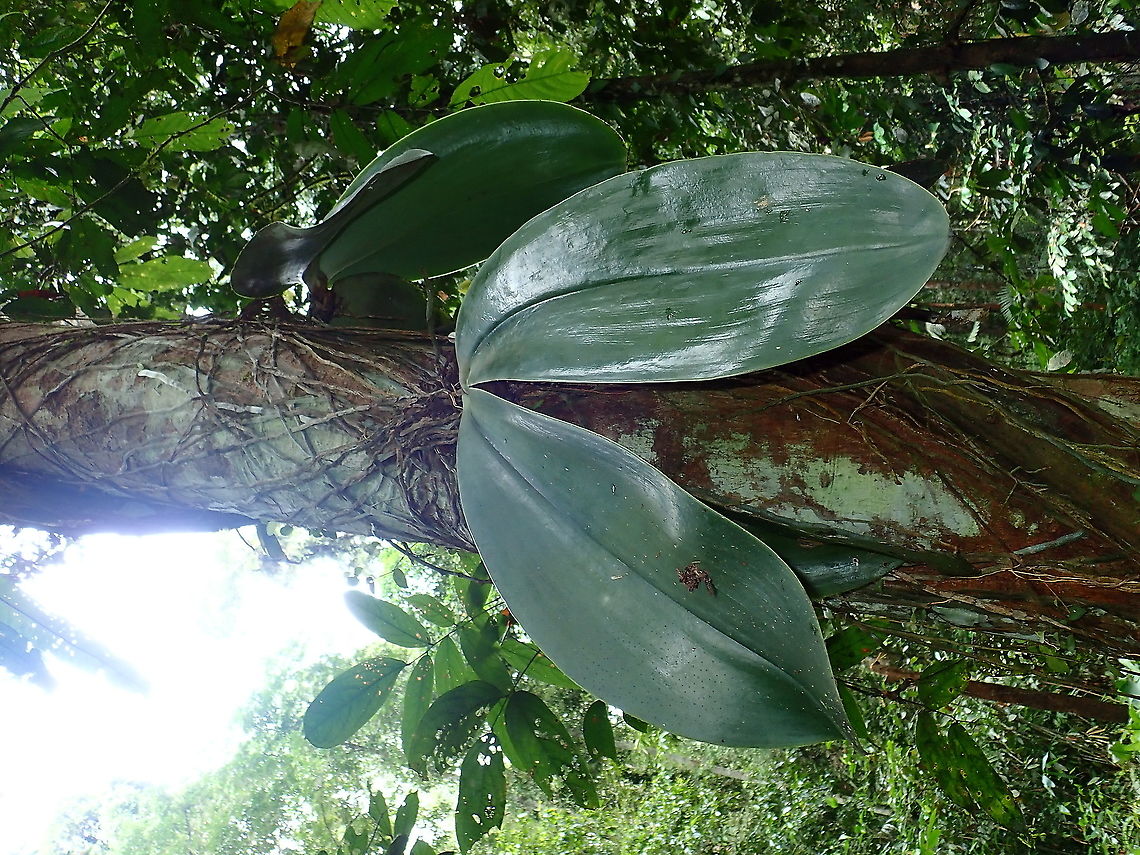 Telinga Gajah - Elephant Ears Orchid  Flower,Malaysia,Orchid,Phalaenopsis gigantea,Sabah,Telinga Gajah
