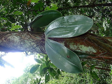 Telinga Gajah - Elephant Ears Orchid  Flower,Malaysia,Orchid,Phalaenopsis gigantea,Sabah,Telinga Gajah