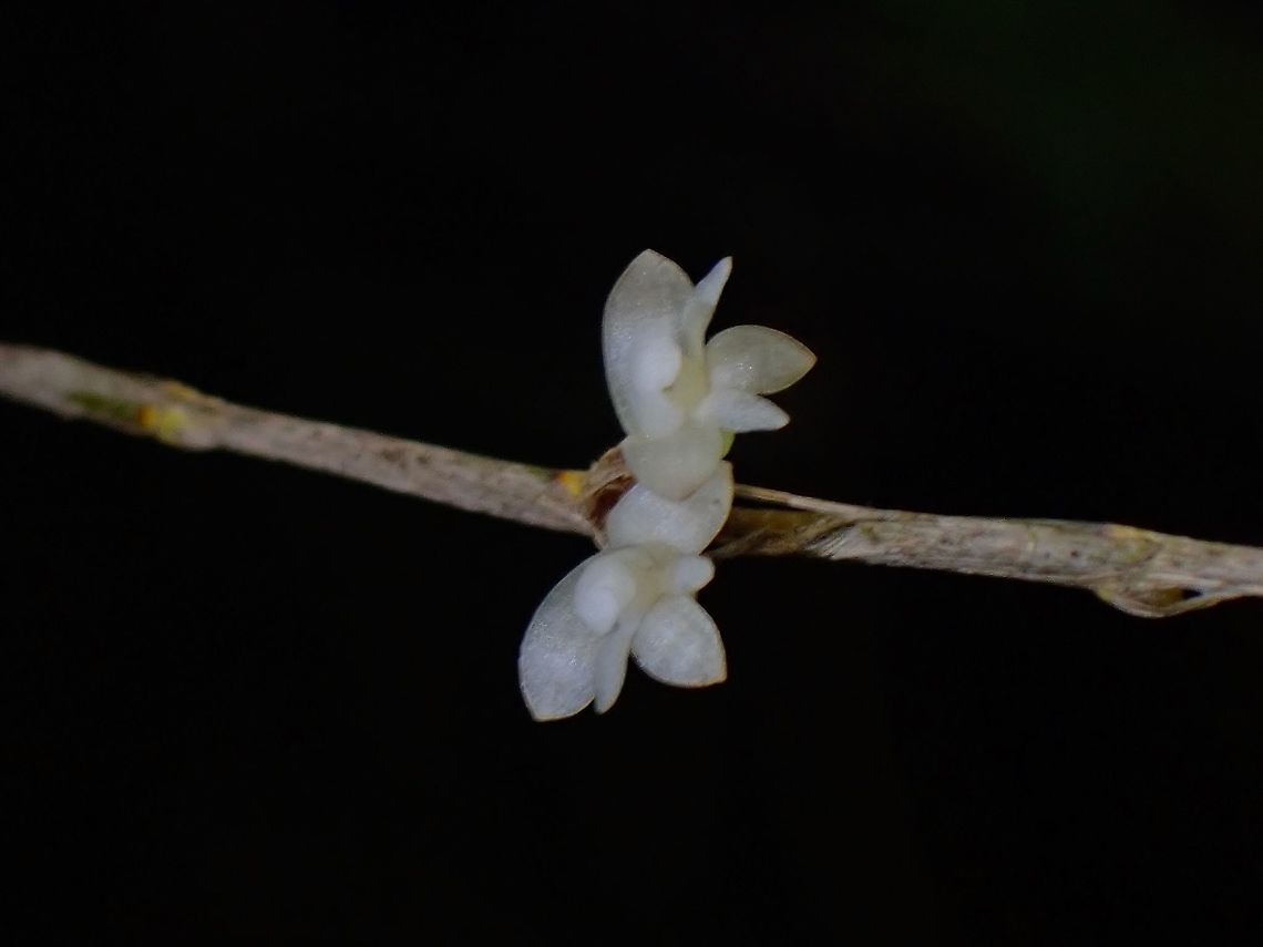Orchid - Dendrobium aloifolium  Dendrobium aloifolium,Flower,Malaysia,Orchid,Penang