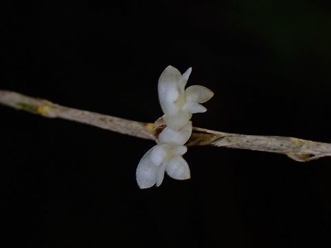 Orchid - Dendrobium aloifolium  Dendrobium aloifolium,Flower,Malaysia,Orchid,Penang