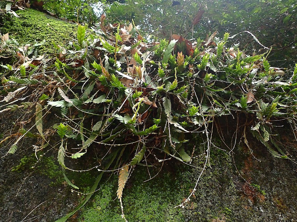 Orchid - Dendrobium aloifolium  Dendrobium aloifolium,Flower,Malaysia,Orchid,Penang