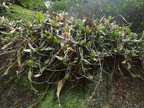 Dendrobium aloifolium