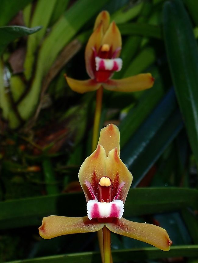 Orchid - Cymbidium finlaysonianum  Cymbidium finlaysonianum,Malaysia,Orchid,Penang,flower