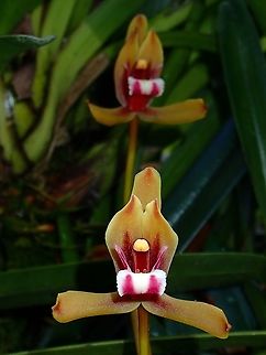 Orchid - Cymbidium finlaysonianum  Cymbidium finlaysonianum,Malaysia,Orchid,Penang,flower