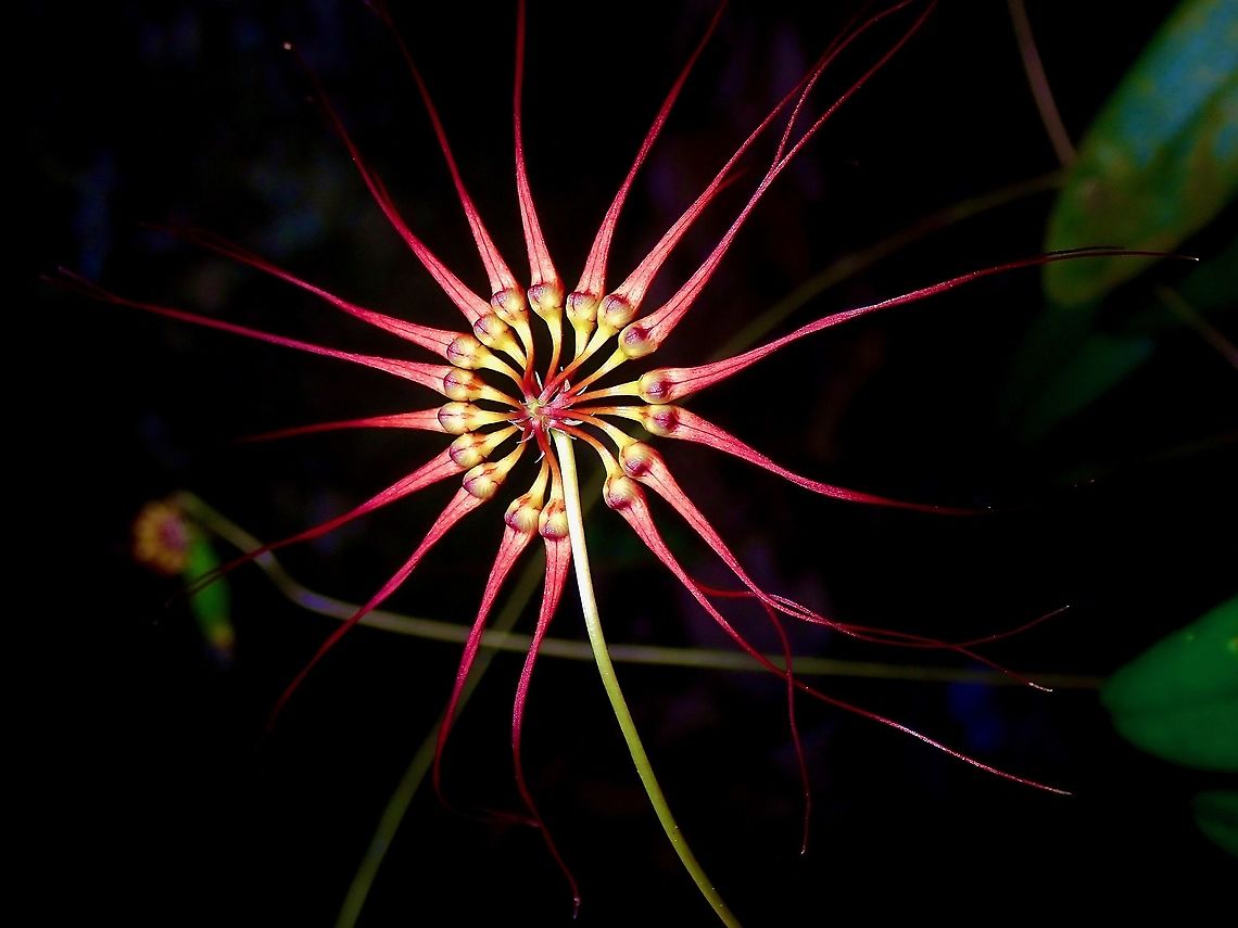 Orchid - Bulbophyllum gracillimum This tiny beauty turns out to be a 'common' or widespread Orchid at my current location, just that not often observed because it is tiny and secondly, it only flowers during certain months of the year. Bulbophyllum gracillimum,Flower,Malaysia,Orchid,Penang,Wispy Umbrella Orchid