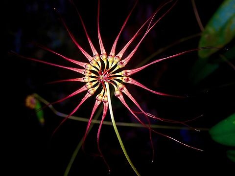 Wispy umbrella orchid