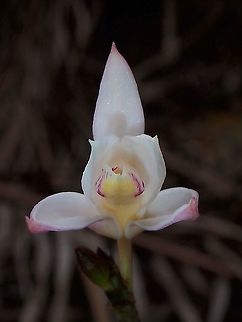Orchid - Bromheadia finlaysoniana Bromheadia finlaysoniana,Flower,Malaysia,Orchid,Penang