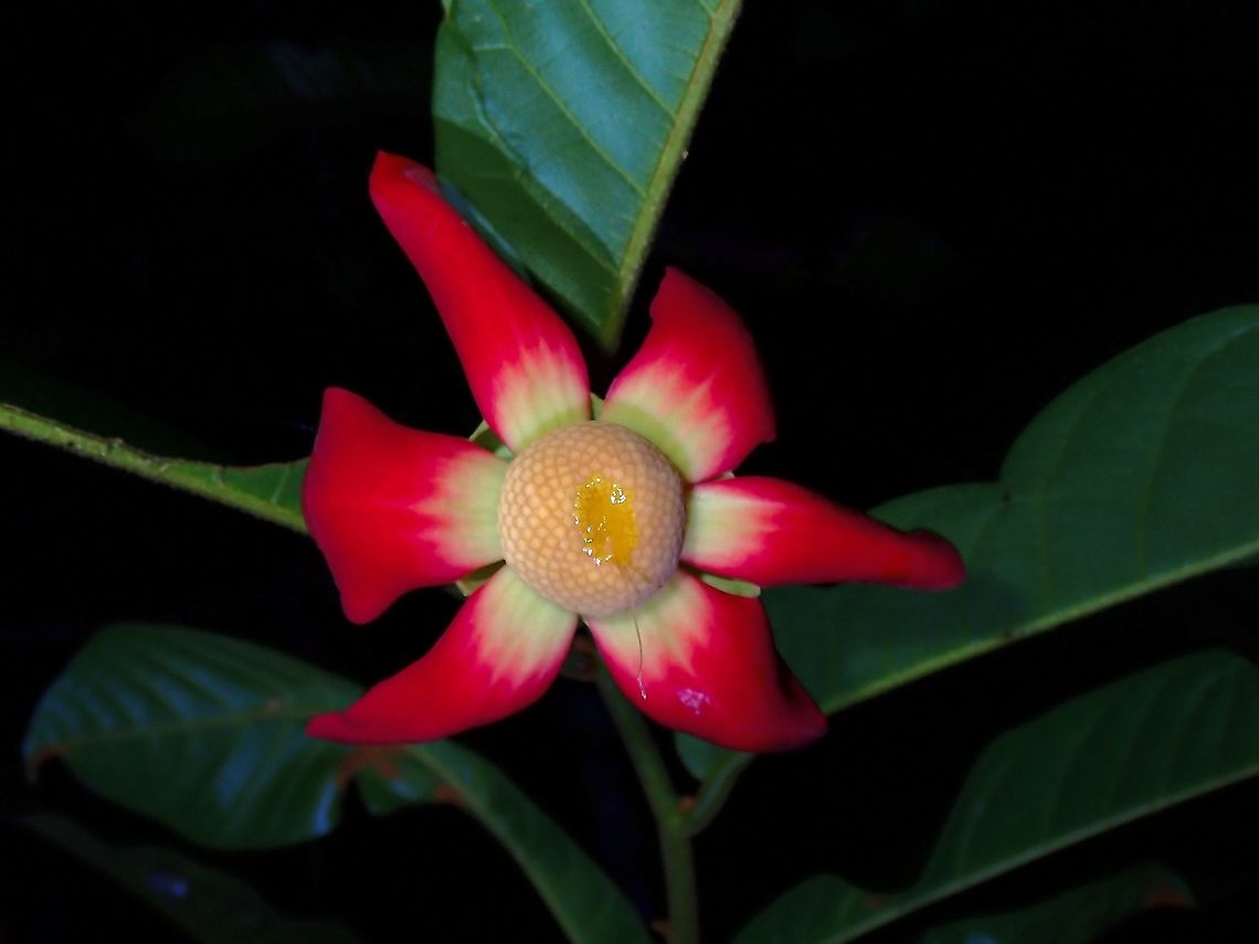 Useful Plant Beautiful Flower This is a sturdy climbing shrub, stems can be up to 10 meters long.<br />
<br />
The fruits are aromatic, eaten raw or preserved. Leaves and roots are applied in traditional medicine against stomachache, abdominal pains and skin diseases. Climbing stems said to be good substitute for rattans. So, all parts of this plants has some use. Flower,Large Flower Uvaria,Malaysia,Penang,Uvaria grandiflora