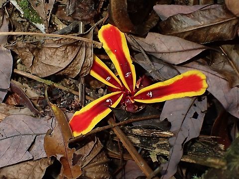 Earth Ginger - Etlingera littoralis  Earth Ginger,Etlingera littoralis,Flower,Ginger,Malaysia,Penang,Plant