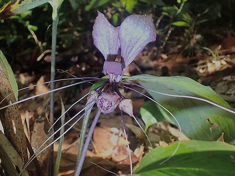 Black Bat  Bat Flower,Black Bat Flower,Malaysia,Penang,Tacca chantrieri