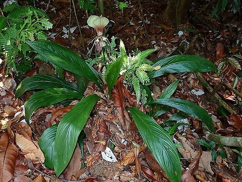 White Bat Flower - Tacca integrifolia  Bat Flower,Flower,Malaysia,Sarawak,Tacca integrifolia,White Bat Flower