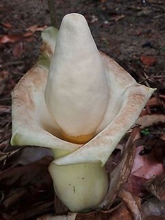 Voodoo Lily Plant grows to around 2 meters high with umbrella shaped leaves around 2.5 meters diameter.
Single flower blooms once a year especially if cultivated but in the wild, could once every few years.
This species, despite the flower size of around 30 cm, is still one of the smaller species among the Amorphophallus sp.  The biggest being Amorphophallus titanum, with flowers up to 3 meters in height. 

Similar to other 'corpse flowers', the flower produces pungent odour to attracts insects to pollinate it.

The plant can be seen here :

https://www.jungledragon.com/image/117164/voodoo_lily_-_amorphophallus_prainii.html Amorphophallus prainii,Flower,Malaysia,Penang,Plant,Voodoo Lily