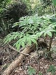 Voodoo Lily - Amorphophallus prainii https://www.jungledragon.com/image/117162/voodoo_lily.html Amorphophallus prainii,Flower,Malaysia,Penang,Plant,Voodoo Lily