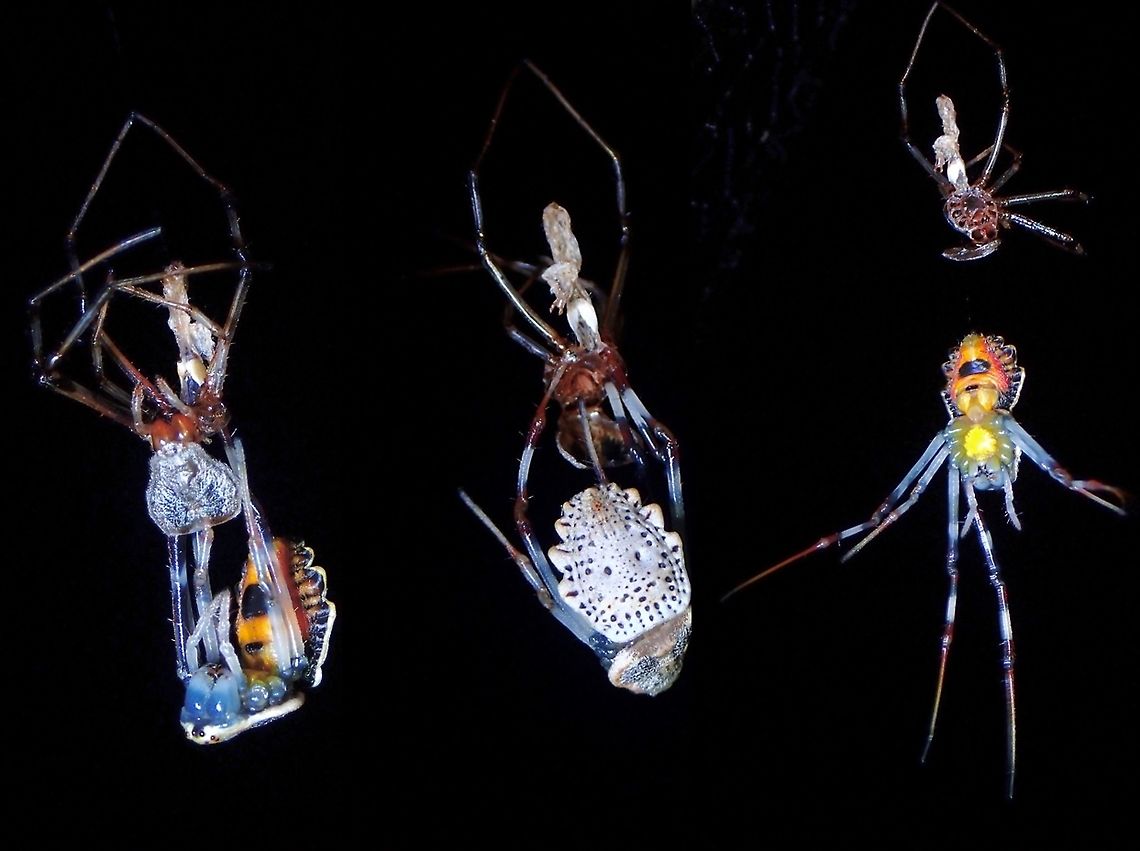 Changing Clothes! Saw this Ornamental Tree Trunk Spider in the final stages of moulting, with legs still attached to her old skin, and over the period of few minutes I was observing her, she fully removed her legs.  They are usually found on tree trunks, hence its name and seldom able to see the bottom of the abdomen, but during the process of moulting, she was hanging  freely from her webbing, exposing the bright colours.<br />
<br />
A tiny male, which is almost red in colour without intricate markings were seen close to her 'nest' on the tree trunk, probably waiting for her to moult to adult. Coin Spider,Herennia multipuncta,Malaysia,Medallion Spider,Ornamental Tree Trunk Spider,Penang,Spider,Tree Trunk Spider