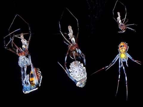 Changing Clothes! Saw this Ornamental Tree Trunk Spider in the final stages of moulting, with legs still attached to her old skin, and over the period of few minutes I was observing her, she fully removed her legs.  They are usually found on tree trunks, hence its name and seldom able to see the bottom of the abdomen, but during the process of moulting, she was hanging  freely from her webbing, exposing the bright colours.

A tiny male, which is almost red in colour without intricate markings were seen close to her 'nest' on the tree trunk, probably waiting for her to moult to adult. Coin Spider,Herennia multipuncta,Malaysia,Medallion Spider,Ornamental Tree Trunk Spider,Penang,Spider,Tree Trunk Spider