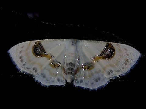 Shitty Gem This Geometrid Moth seems to take on the look of bird's dung but the shiny patches also makes her looks like a gem.

#NationalMothWeek2021 Geometrid Moth,Malaysia,Moth,Penang,Problepsis apollinaria