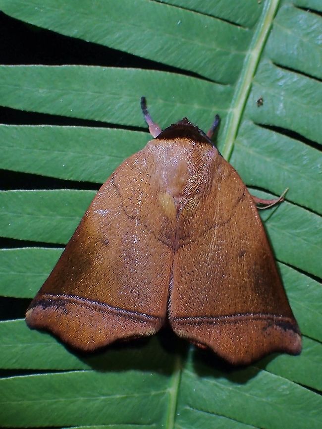 Bell Moth with the shape of a bell. Carea varipes,Malaysia,Moth,Moth Week 2021,Penang