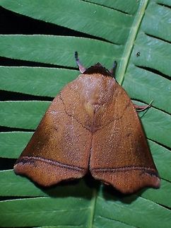 Bell Moth with the shape of a bell. Carea varipes,Malaysia,Moth,Moth Week 2021,Penang