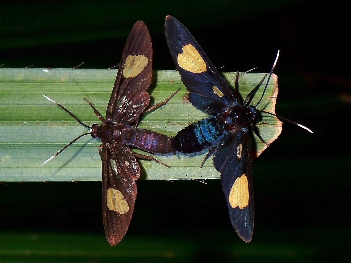 Multi-racial A mating pair of Trichaetoides apicalis moths, in different colour variations. Malaysia,Moth,Moth Week 2021,Penang,Trichaetoides apicalis