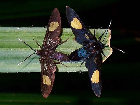 Trichaetoides apicalis