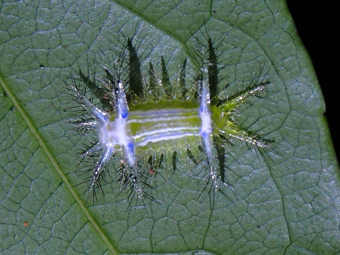 Stinging Nettle Slug Caterpillar  Limacodidae,Malaysia,Moth,Moth Week 2021,Penang,Slug Caterpillar,Stinging Nettle Slug Caterpillar