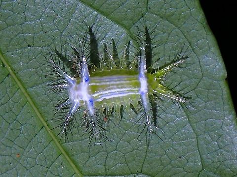 Stinging Nettle Slug Caterpillar  Limacodidae,Malaysia,Moth,Moth Week 2021,Penang,Slug Caterpillar,Stinging Nettle Slug Caterpillar