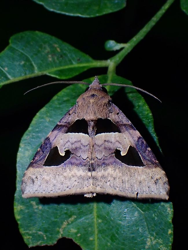 Moth - Avatha garthei  Avatha garthei,Malaysia,Moth,Moth Week 2021,Penang
