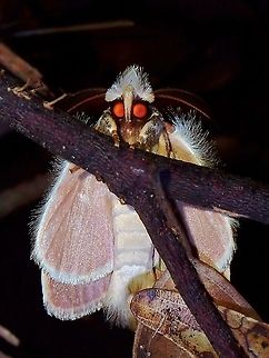 Halloween? Moth from Family Notodontidae

https://www.jungledragon.com/image/118584/notodontidae_moth.html Malaysia,Moth,Moth Week 2021,Notodontidae,Penang