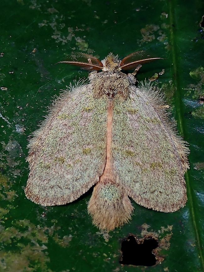 Notodontidae Moth <figure class="photo"><a href="https://www.jungledragon.com/image/118583/halloween.html" title="Halloween?"><img src="https://s3.amazonaws.com/media.jungledragon.com/images/2994/118583_thumb.jpeg?AWSAccessKeyId=05GMT0V3GWVNE7GGM1R2&Expires=1770854410&Signature=Pw5qYIVVl6%2FK6RXUhXtdpYXLAqg%3D" width="114" height="152" alt="Halloween? Moth from Family Notodontidae<br />
<br />
https://www.jungledragon.com/image/118584/notodontidae_moth.html Malaysia,Moth,Moth Week 2021,Notodontidae,Penang" /></a></figure> Malaysia,Moth,Moth Week 2021,Notodontidae,Penang
