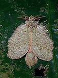 Notodontidae Moth https://www.jungledragon.com/image/118583/halloween.html Malaysia,Moth,Moth Week 2021,Notodontidae,Penang