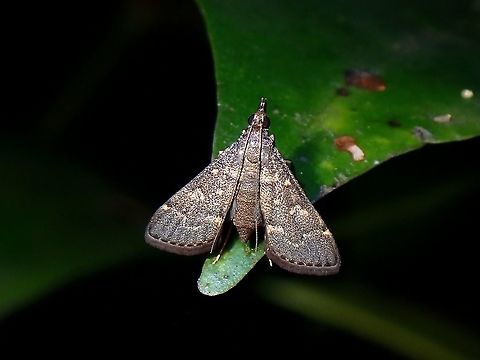 Moth - Symmoracma minoralis  Malaysia,Moth,Moth Week 2021,Penang,Symmoracma,Symmoracma minoralis