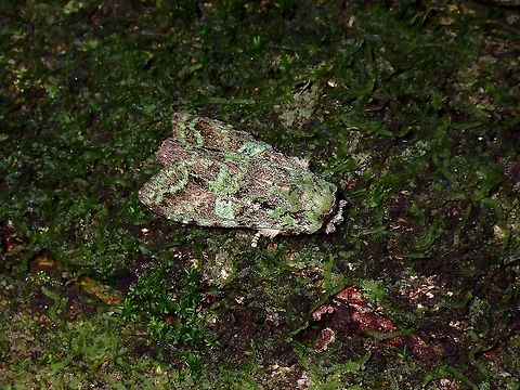 Mossy Camouflage Found this Prominent Moth from the genus Oxoia on a mossy tree trunk, very well camouflaged.  It doesn't looks that way in the picture because of its bright reflection from my flash. Malaysia,Moth,Moth Week 2021,Oxoia,Oxoia sp,Penang