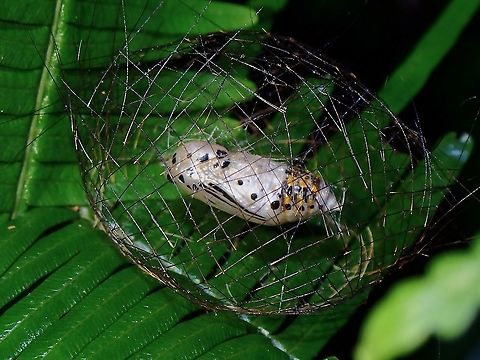 Locked Down! The Caterpillar of Cyana sp Moth uses its hair/setae to construct a protective basket, held together by its silk before pupating inside, as protection. Cyana,Cyana sp,Malaysia,Moth,Moth Week 2021,Penang,Pupa