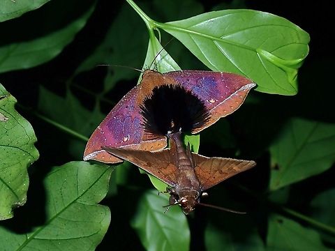 Pencil Hais Brush A busy pair of Noctuiod Moths - Platyja umbrina. Malaysia,Moth,Moth Week 2021,Noctuiod Moth,Penang,Platyja umbrina