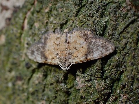 Moth - Araeopteron rufescens  Araeopteron rufescens,Malaysia,Moth,Moth Week 2021,Penang