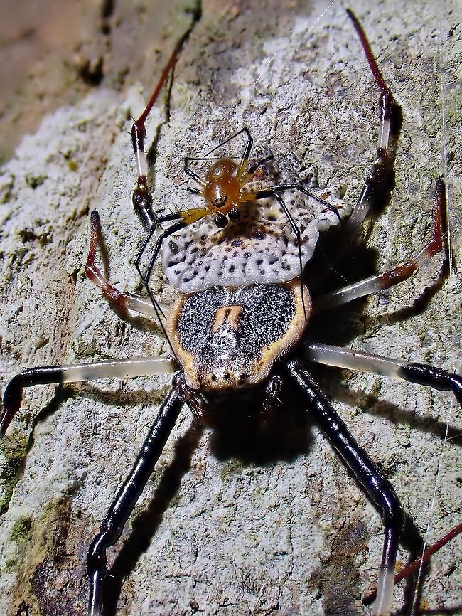 Happy Smiley Male! A pair of Ornamental Tree Trunk Spider - Herennia multipuncta, male is much smaller in size and plain brown/red in colour.  Found the male &#039;riding&#039; on top of the much larger female and the position of his eyes looks like a smiley face, probably very happy to find his mate.<br />
<br />
Check out the video of him courting and trying to mate with her!<br />
<br />
<section class="video"><iframe width="448" height="282" src="https://www.youtube-nocookie.com/embed/5X03lHKmi_U?hd=1&autoplay=0&rel=0" frameborder="0" allowfullscreen></iframe></section> Herennia multipuncta,Ornamental Tree Trunk Spider