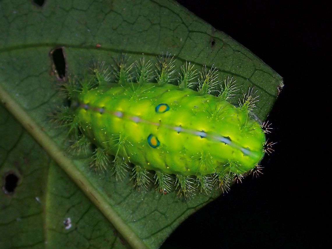 Stinging Caterpillar Stinging Nettle Slug Caterpillar of Family Limacodidae. Caterpillar,Limacodidae,Malaysia,Moth Week 2021,Penang,Slug Caterpillar,Stinging Nettle Slug Caterpillar