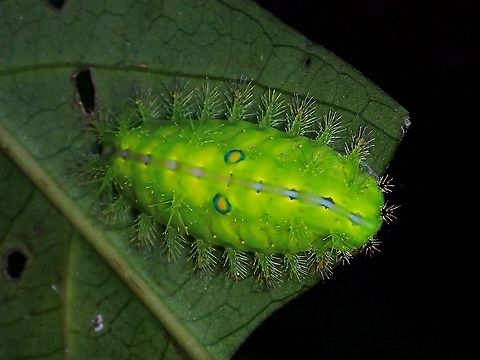 Stinging Caterpillar Stinging Nettle Slug Caterpillar of Family Limacodidae. Caterpillar,Limacodidae,Malaysia,Moth Week 2021,Penang,Slug Caterpillar,Stinging Nettle Slug Caterpillar