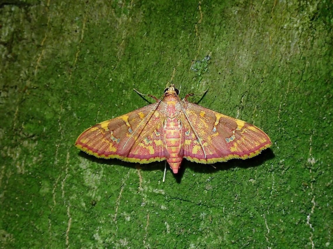 Crambid Moth - Ischnurges gratiosalis  Crambid Moth,Ischnurges gratiosalis,Malaysia,Moth,Moth Week 2021,Penang