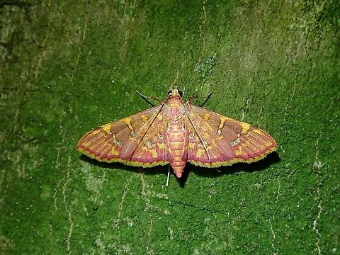 Crambid Moth - Ischnurges gratiosalis Crambid Moth,Ischnurges gratiosalis,Malaysia,Moth,Moth Week 2021,Penang