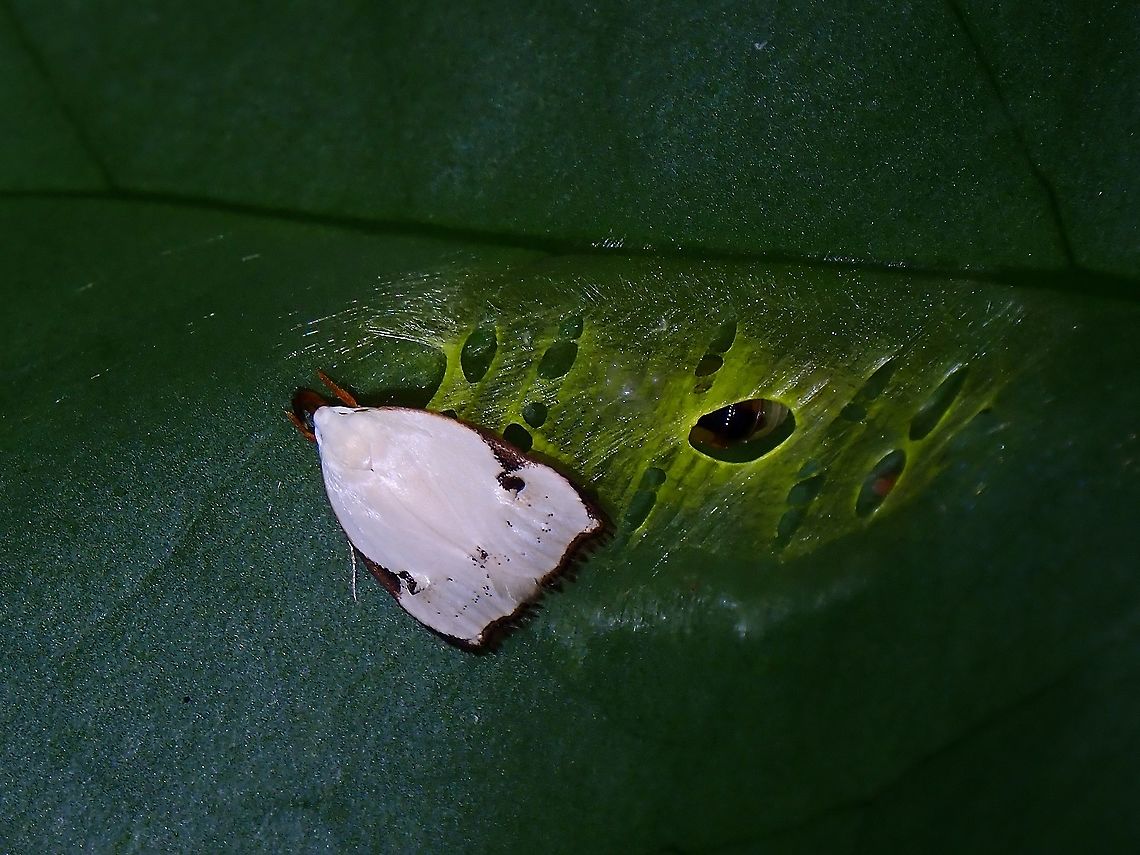 Plain but Rare Concealer Moth - Letogenes cf. auguralis, freshly eclose. Concealer Moth,Letogenes auguralis,Malaysia,Moth,Moth Week 2021,Penang